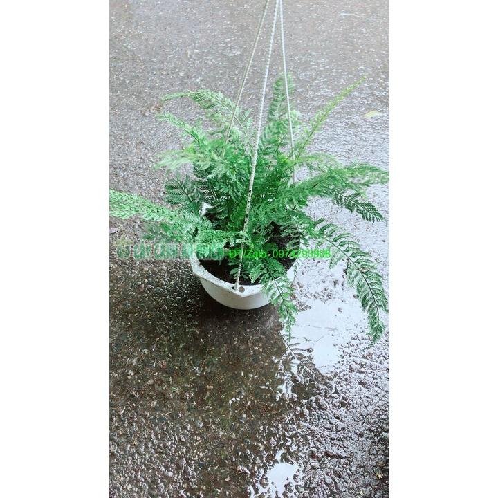 Chậu Dương Sỉ