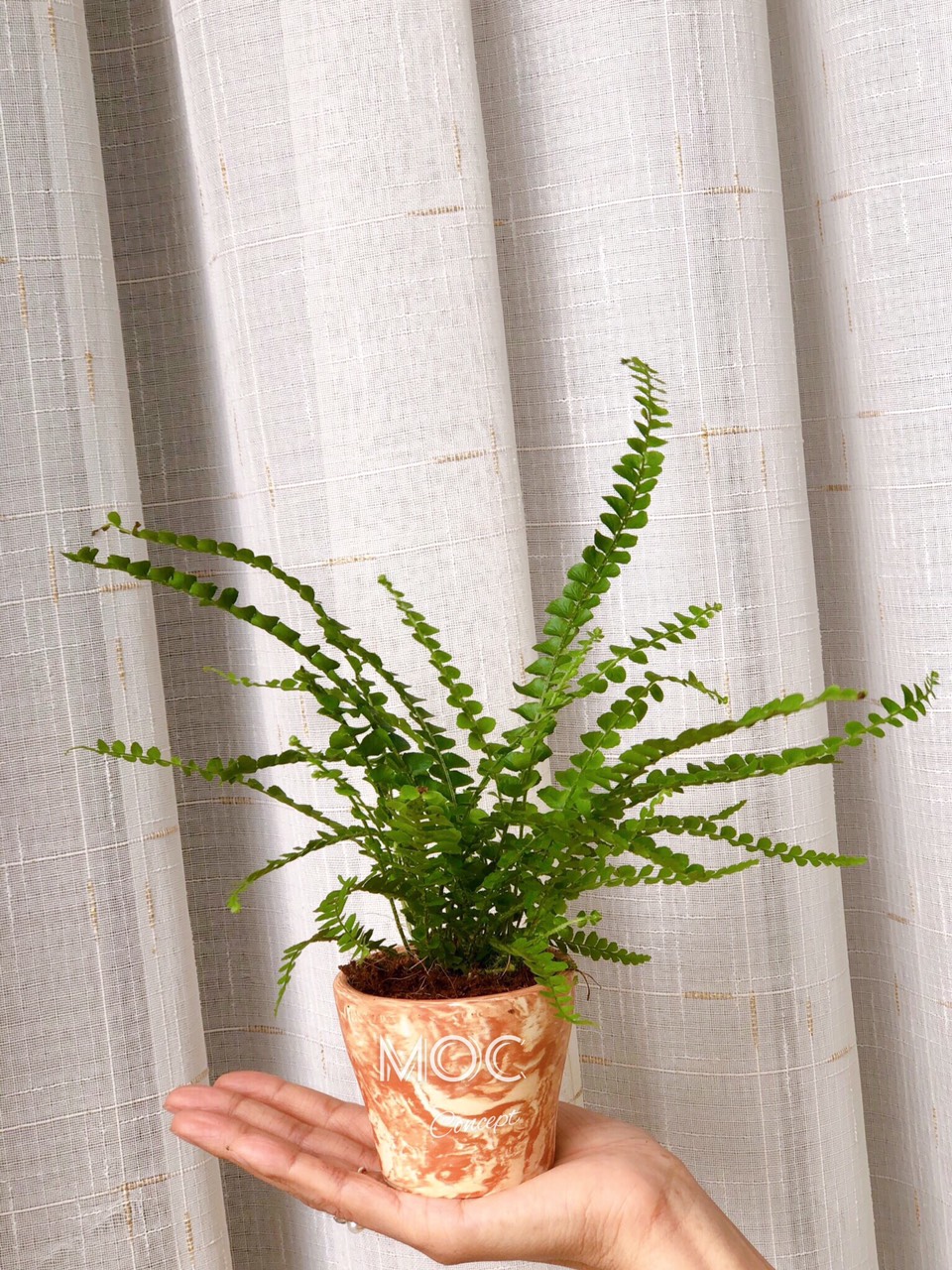 Chậu đất nung vân cẩm thạch có kích thước 7.5cm thích hợp trồng sen đá, xương rồng