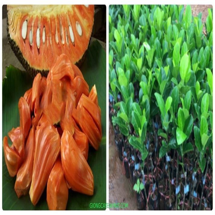 CÂY GIỐNG Mít SIÊU QUẢ Malaysia