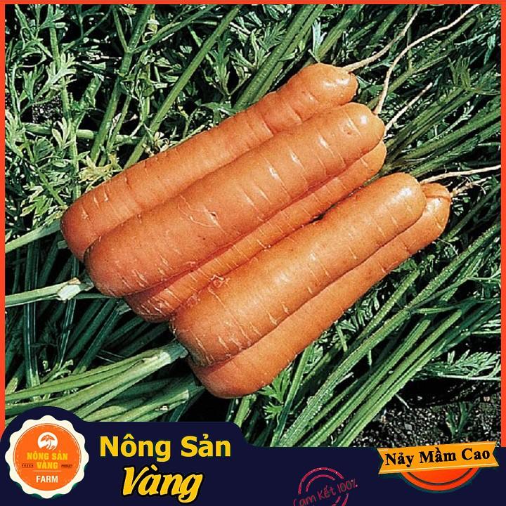 Hạt giống Cà Rốt Củ To F1