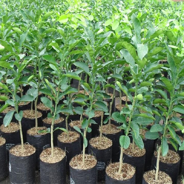 CÂY GIỐNG BƯỞI DIỄN CHUẨN