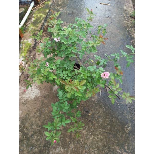 Hoa hồng hồng amethyst babylon, hồng ngoại, hồng bụi, thân lùn, nguyên bản