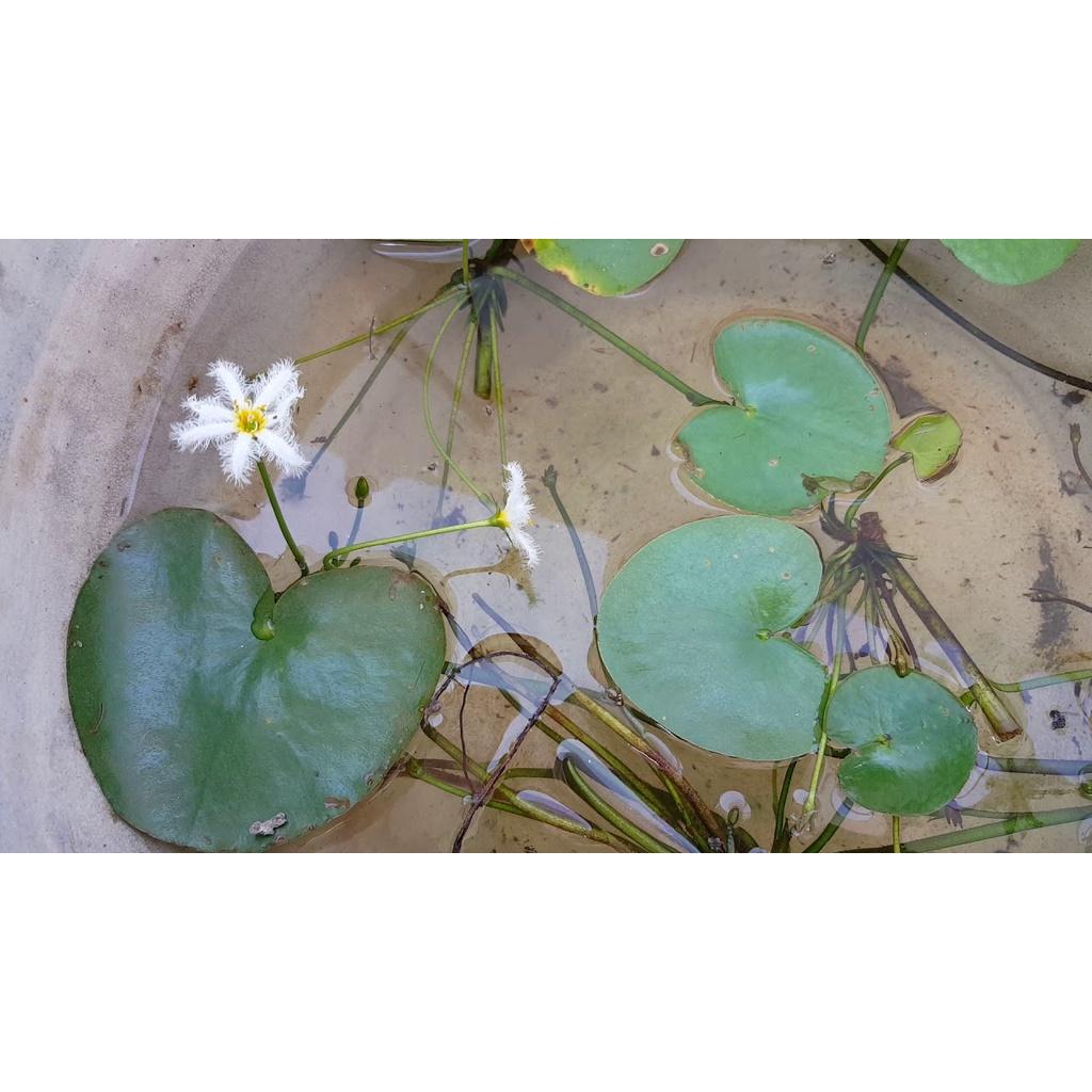Cây thuỷ nữ thuỷ sinh 2 loại hoa vàng và hoa trắng