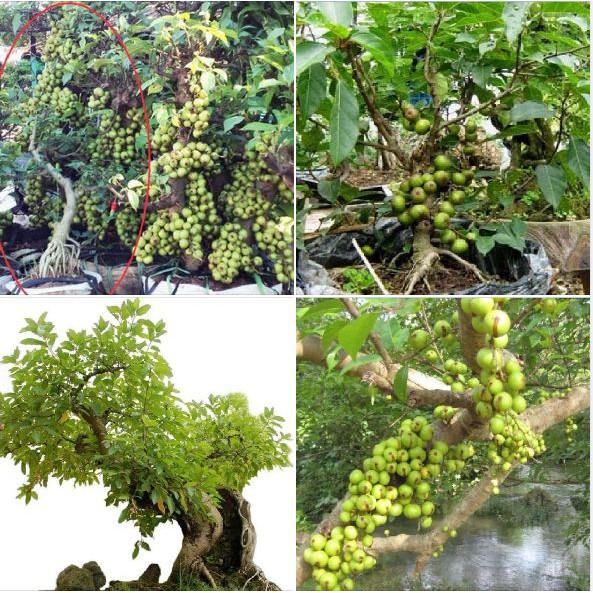 Hạt giống sung bonsai - 10 hạt/gói
