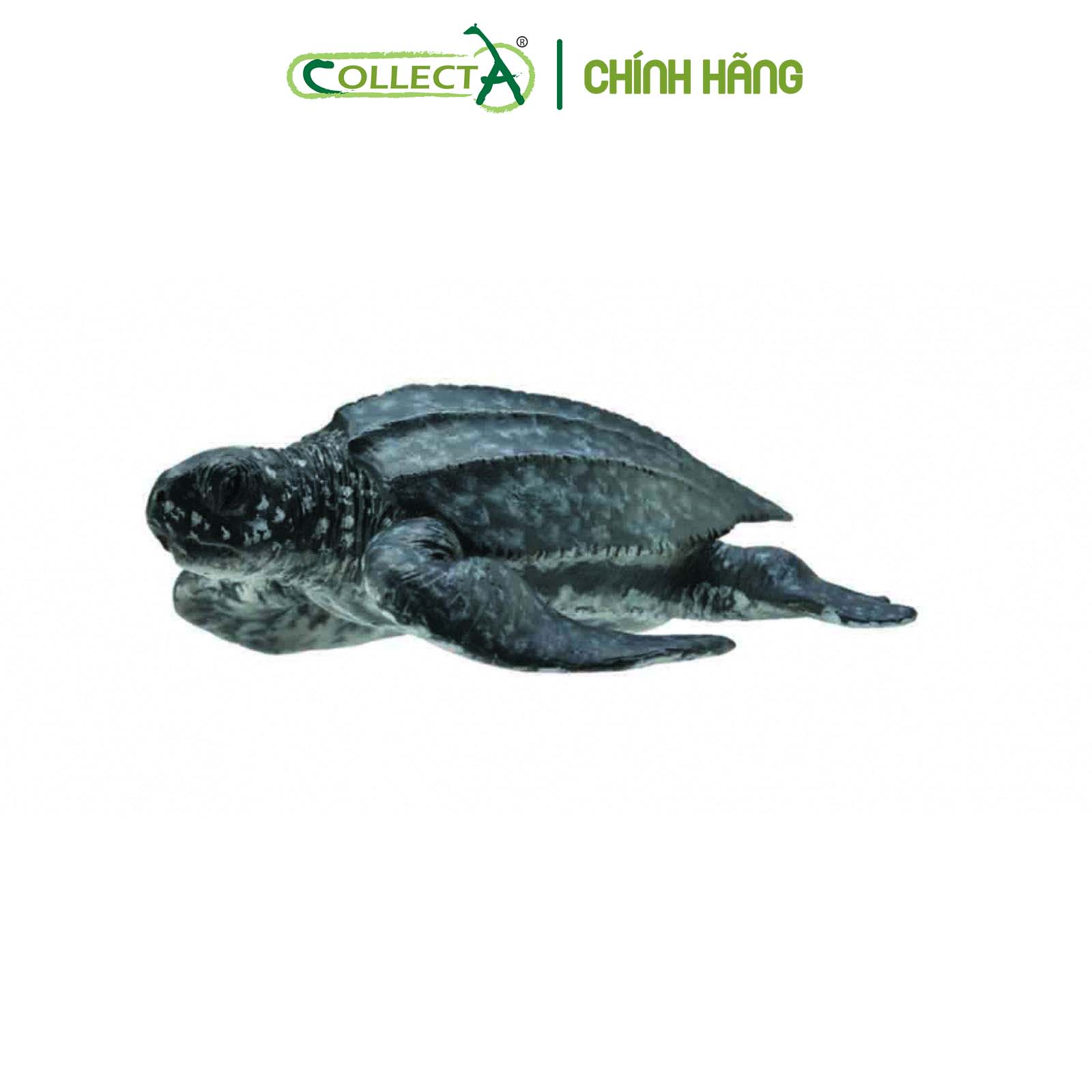 Mô hình thu nhỏ: Rùa Da - Leatherback Sea Turtle, hiệu: CollectA, mã HS 9652030[88680] - Chất liệu an toàn cho trẻ - Hàng chính hãng