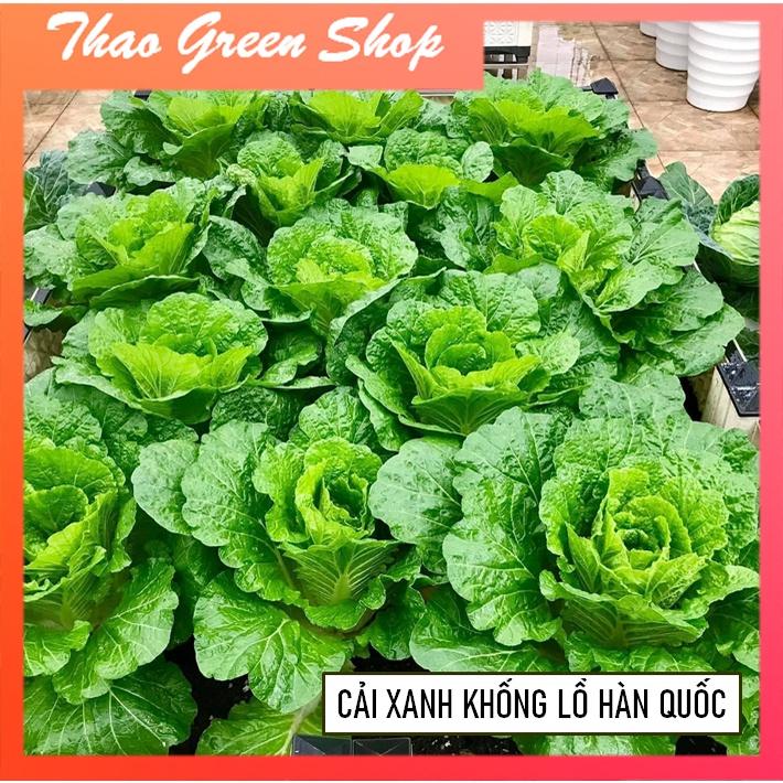 Hạt Giống Cải Xanh Khổng Lồ BOMDONG Hàn Quốc 300 Hạt