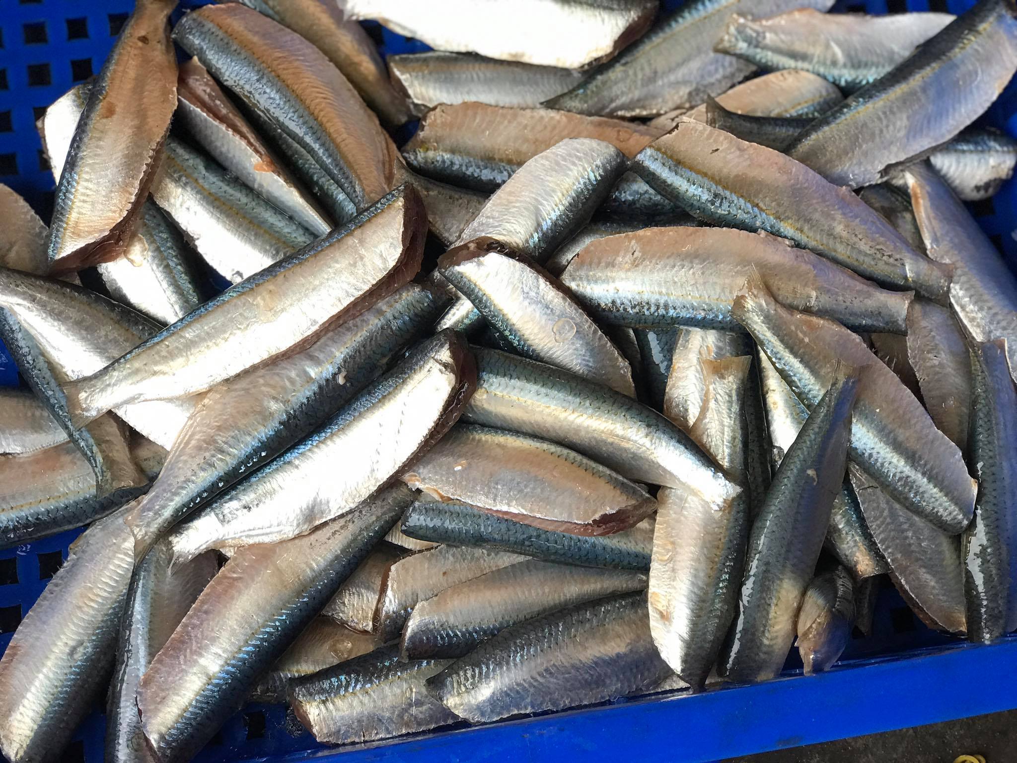 CÁ TRÍCH TƯƠI - 0.5kg