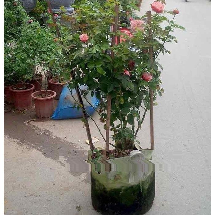 Hoa Hồng Ngoại Kates Rose- Hương Thơm Hiếm Có-bầu to cây to trồng bịch vải