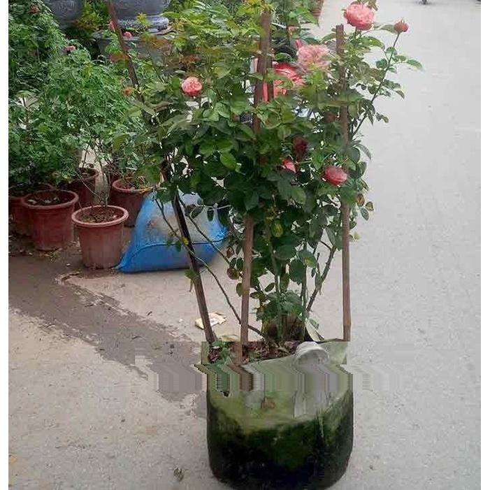 Hoa hồng leo Lady of Shalott màu cam cá - cây to trồng bịch vải