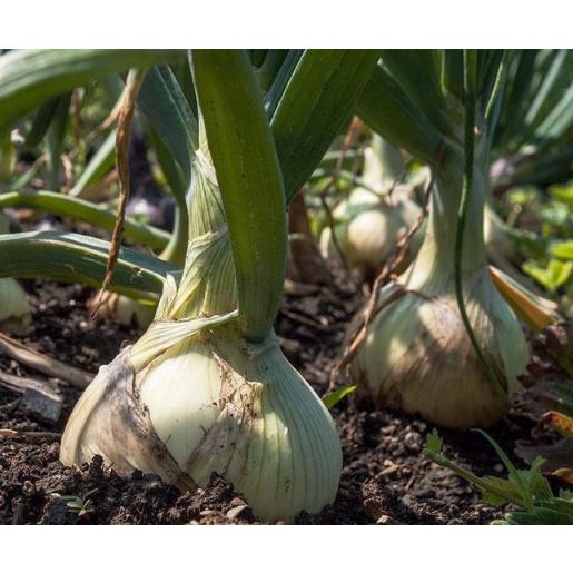 Hạt Giống Hành Củ Yellow Texas Grano CT162 - Gói 2gram