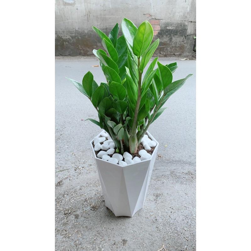 Chậu Cây Kim Phát Tài