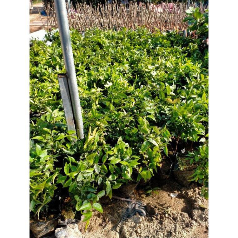 CÂY NHO GỖ 12 VỤ cho quả quanh năm CAO 20CM cây giống thuần chủng F1