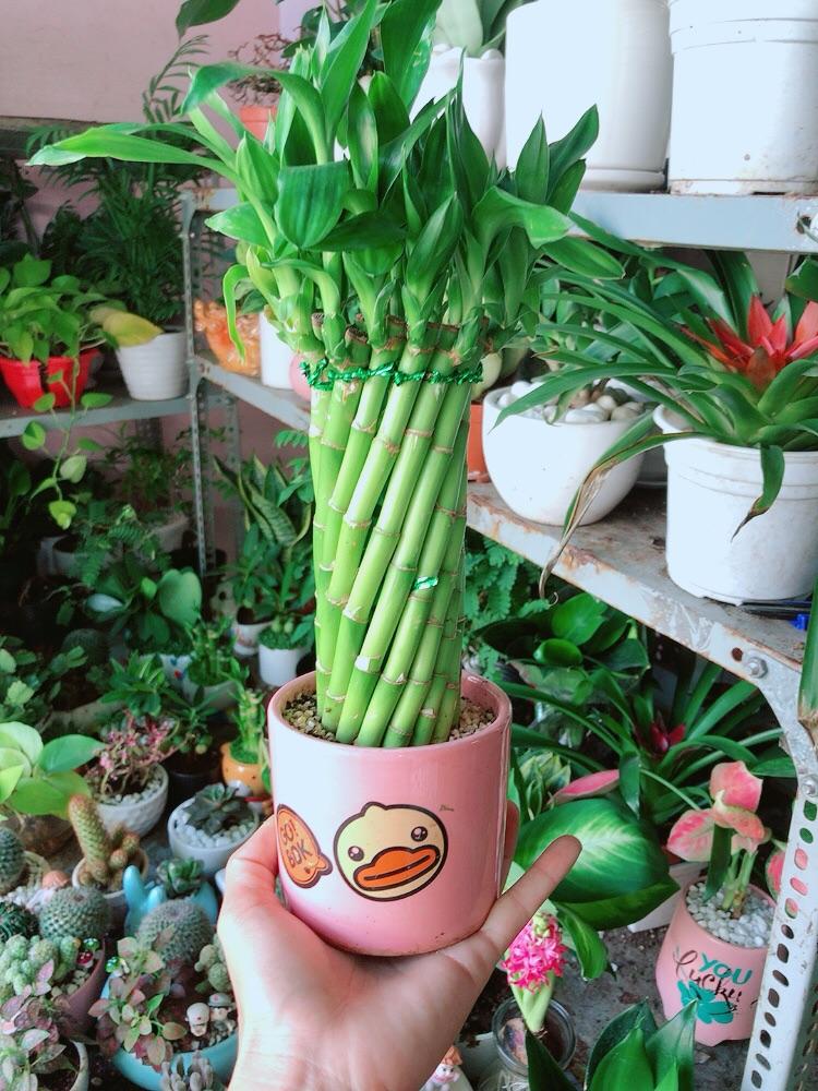 Chậu Trúc Phát Tài