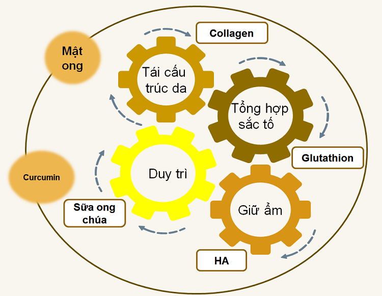 Sơ đồ cơ chế hoạt động của Ngọc Thanh Xuân Collagen