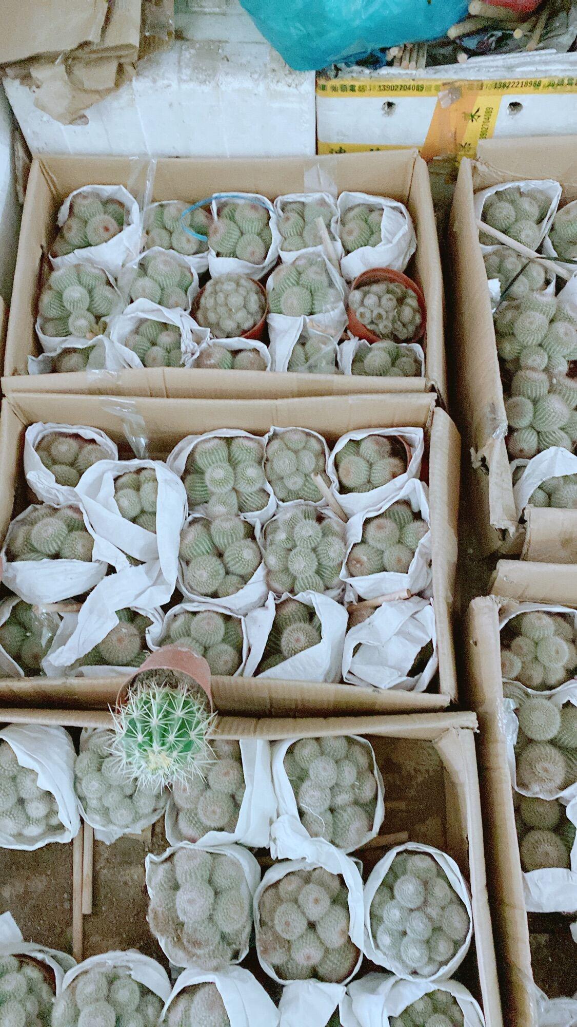 Xương Rồng Bụi