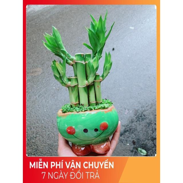 Chậu Trúc Phát Tài