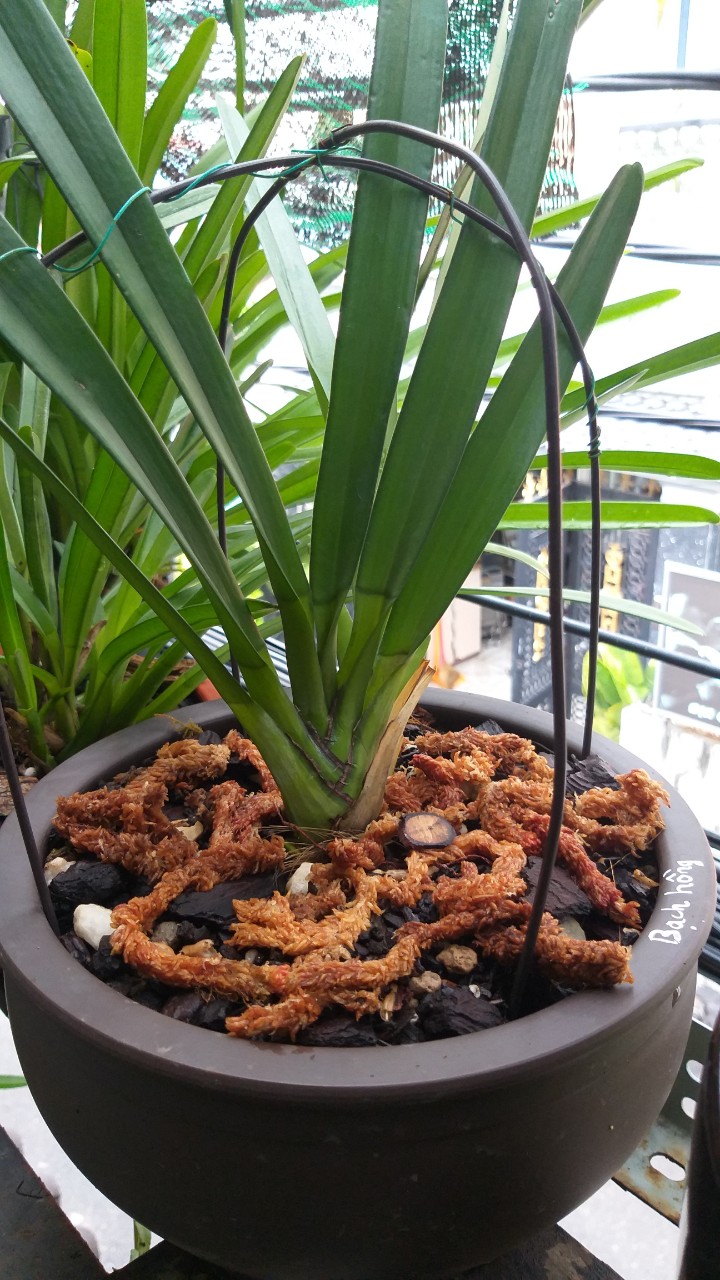 Rêu con sâu, Giá thể giữ ẩm tuyệt vời cho phong lan