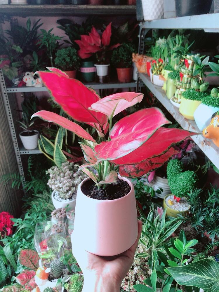 Chậu Cây Vạn Lộc Hồng