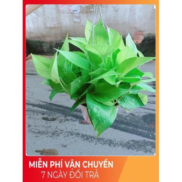 Trầu Bà Thái Vàng Size Đại