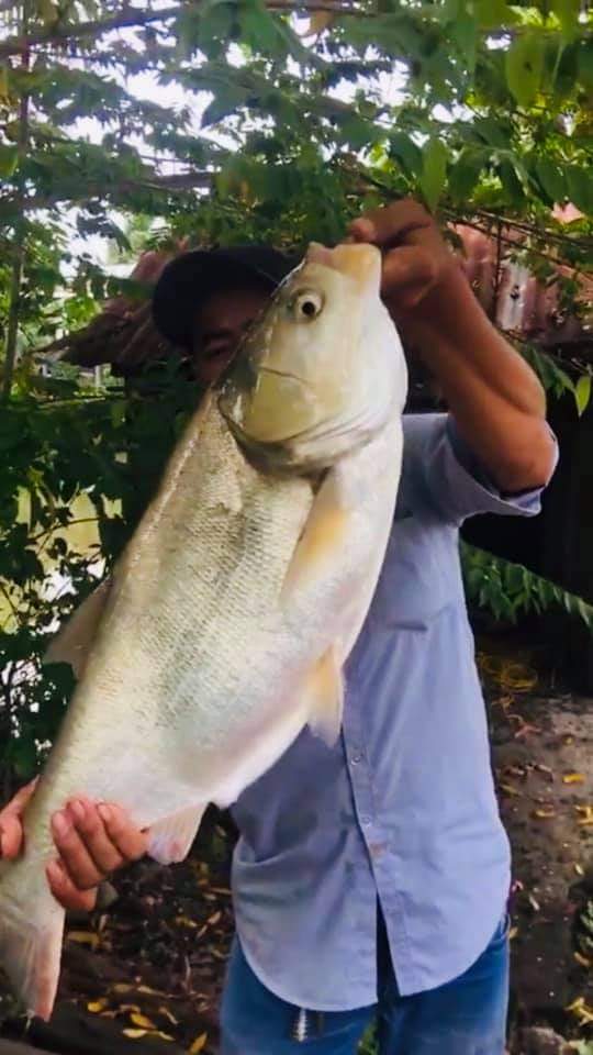 1KG Mồi câu cá Mè, khoai lang ủ chua. Được ủ từ 3tháng. An toàn cho sức khỏe. thích hợp câu được nhiều loại cá