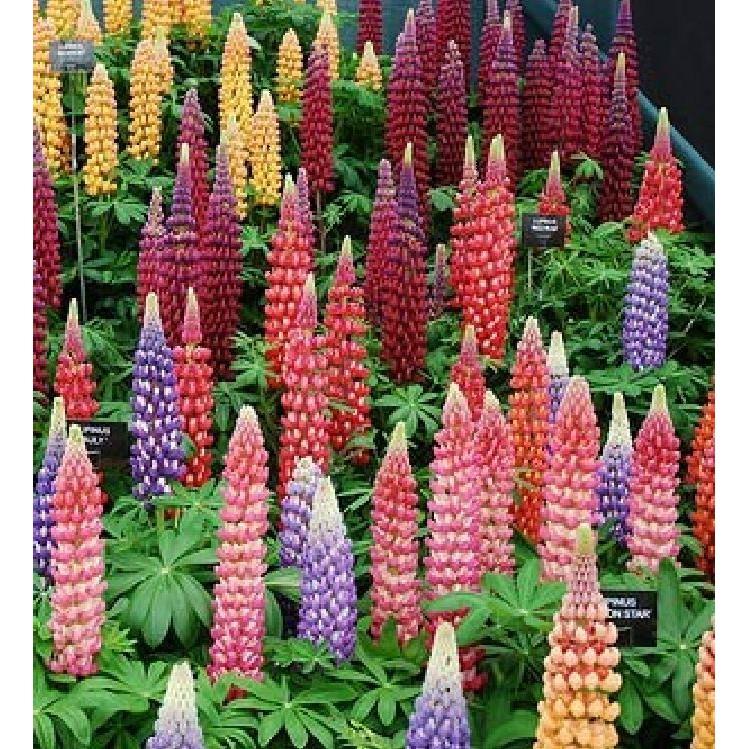 Hạt Giống Hoa Đậu Lupin Mix Màu 50hạt/gói