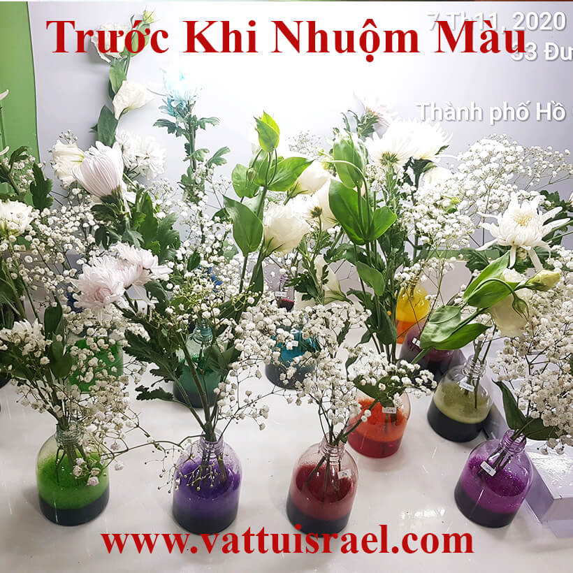 Nước Màu Nhuộm Hoa Tươi Màu Cam Israel Color Sodium For Fresh Flowers