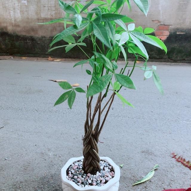 Chậu Kim Ngân Thắt Bính