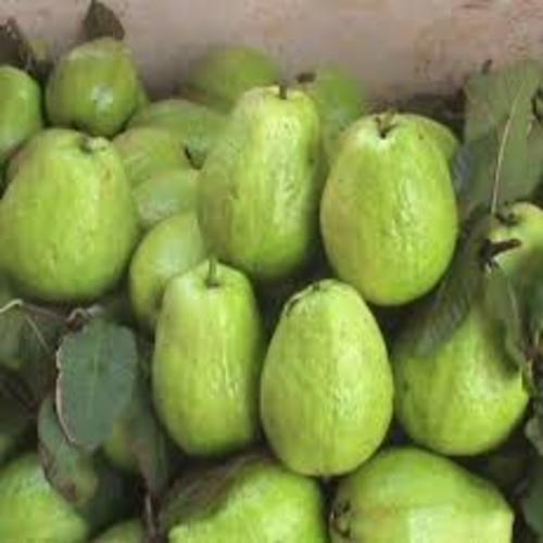 CÂY ỔI KHÔNG HẠT - Hàng cây giống chuẩn F1