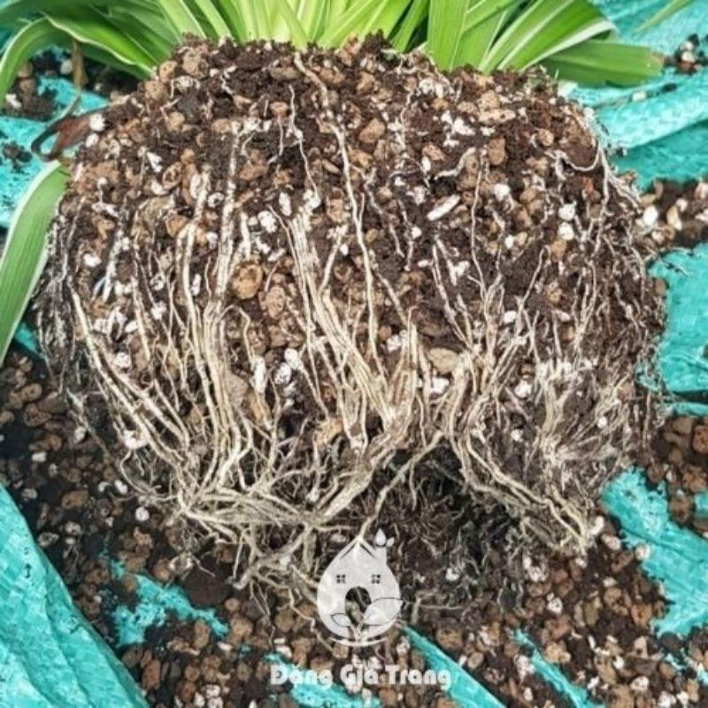 Giá thể, đất trồng Kiểng Lá gói 17dm3