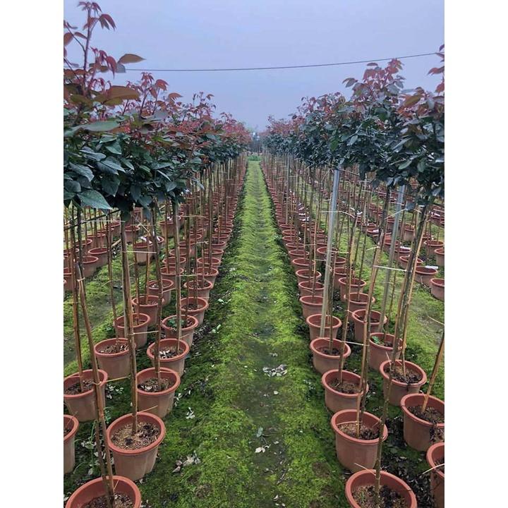 Hoa Hồng Đức kordes jubilee tông màu cam lạ-cây thân gỗ dáng tree