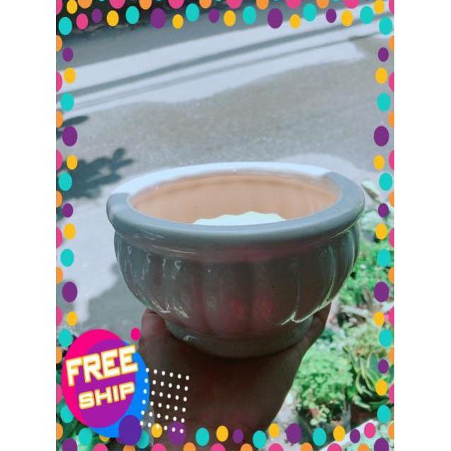 Chậu Trồng Cây