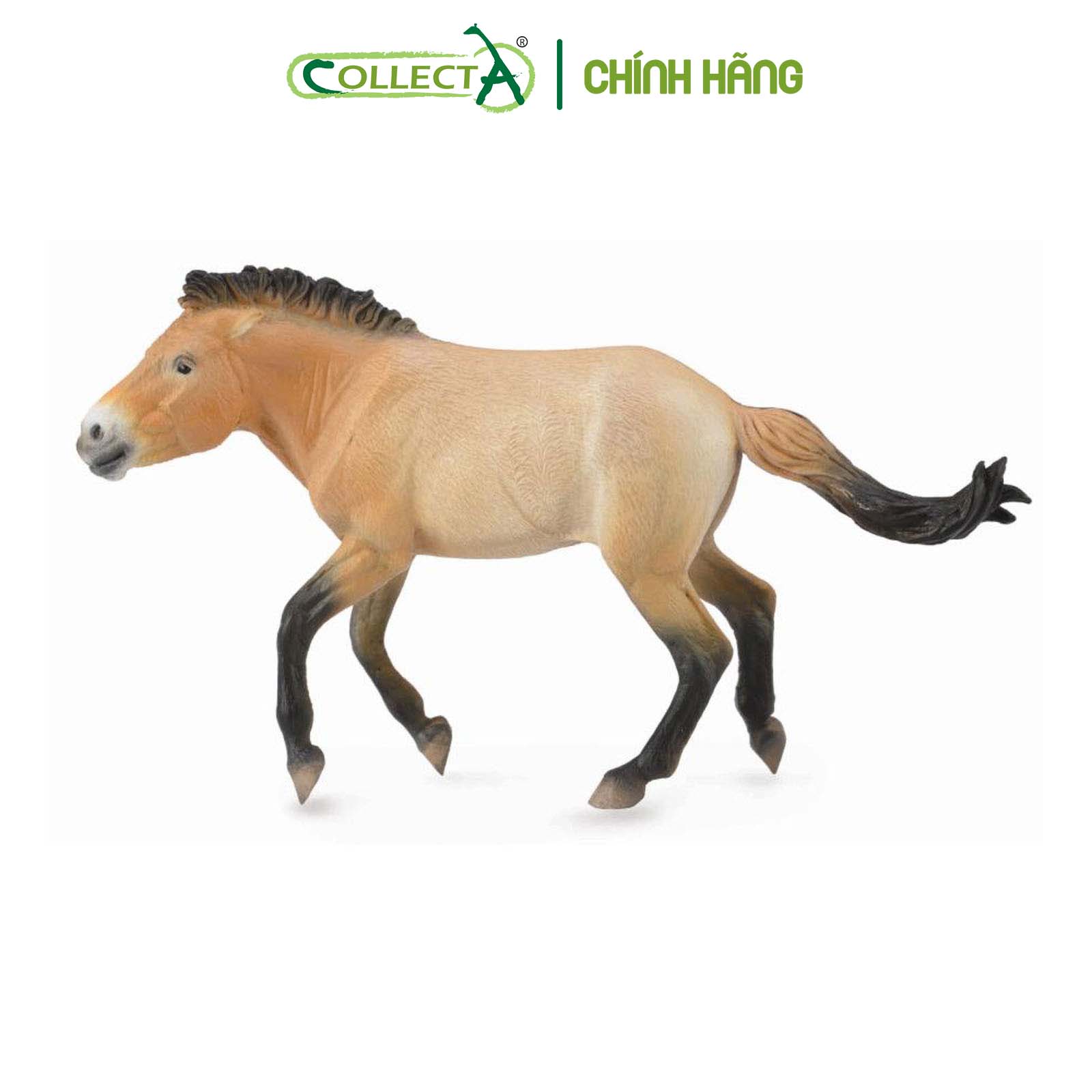 Mô hình thu nhỏ: Ngựa Hoang Mông Cổ - Przewalski Stallion, hiệu: CollectA, mã HS 9651260[88602] -  Chất liệu an toàn cho trẻ - Hàng chính hãng