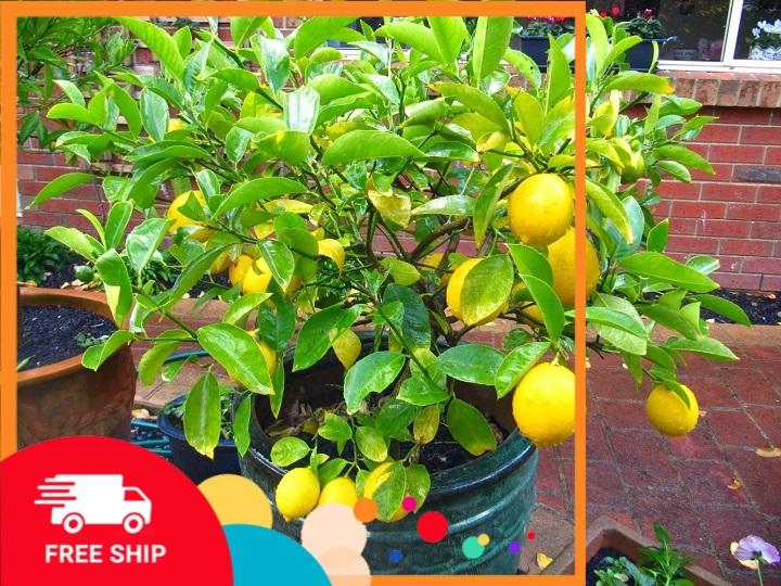 CÂY CHANH VÀNG HAWAI MỸ CHẤT LƯỢNG UY TÍN