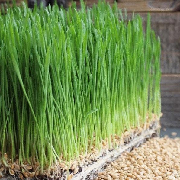 Hạt giống mầm cỏ lúa mì ,lúa mạch dể trồngnãy mầm đều ,dinh dưỡng cao)