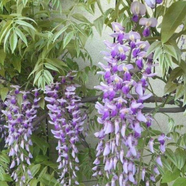 Sản phẩm HOA TỬ ĐẰNG ĐẸP LUNG LINH