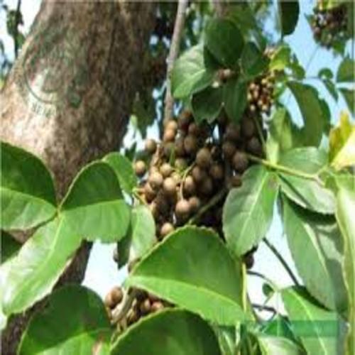 COM BO 5 CÂY NHỘI GIỐNG