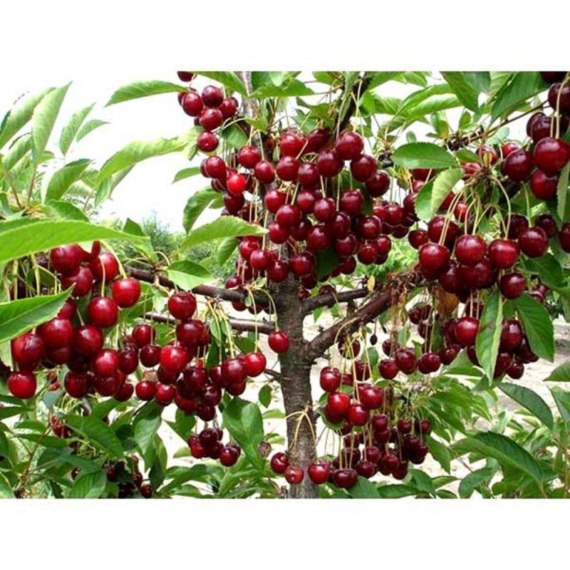 GIỐNG CÂY CHERRY BRAZIL