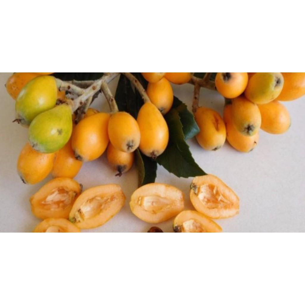 CÂY GIỐNG QUẢ BIWA SIÊU NGỌT, SIÊU QUẢ, SIÊU NĂNG SUẤT,SIÊU KINH TẾ- CAM KÊT GIỐNG CHUẨN F1 CGBWSQSNSSKT