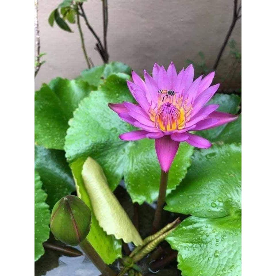 2 cây hoa súng thái lan đủ màu