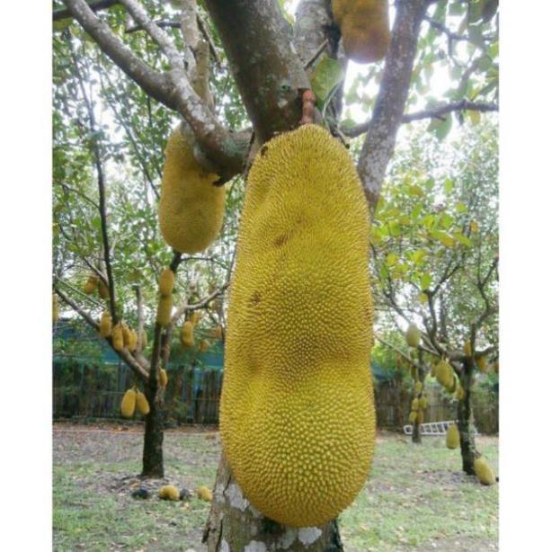 CÂY GIỐNG Mít Trái Dài Malaysia,CAM KẾT GIỐNG CHUẨN, BẢO HÀNH F1