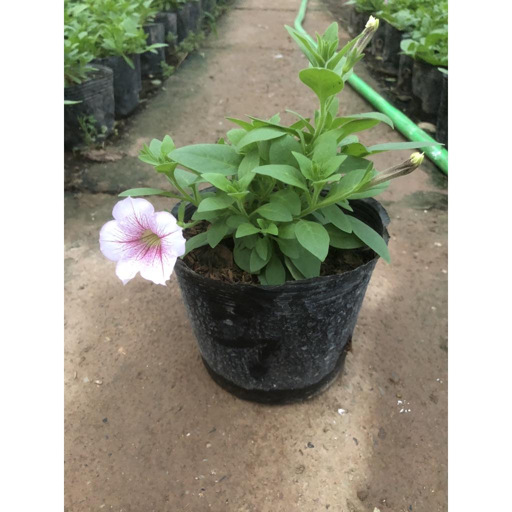 Cây hoa dạ yến thảo F2, chiều cao 15cm sức sống khỏe hoa cực bắt mắt dễ dàng chăm sóc thích hợp trang trí ban công