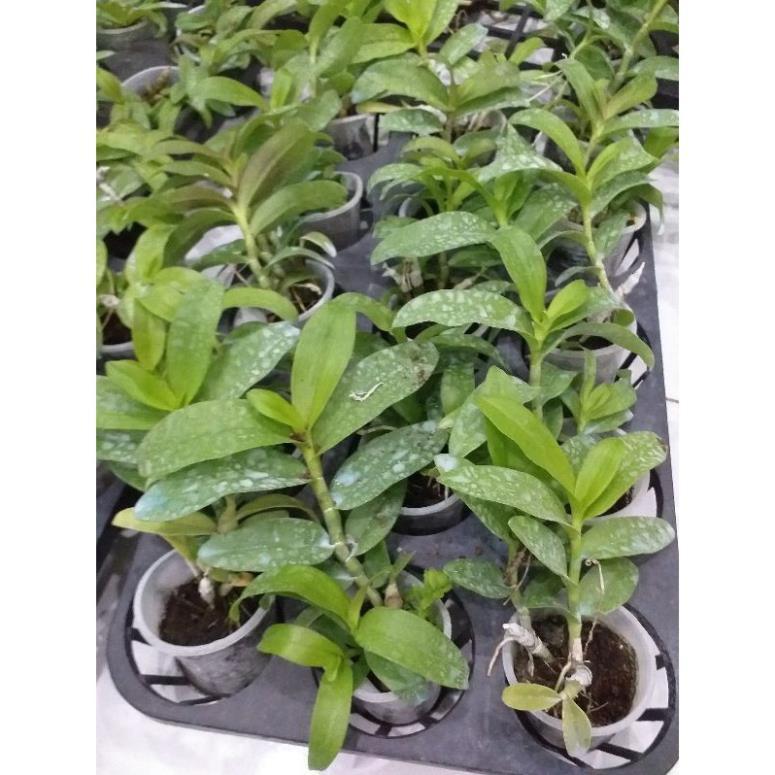 Hoa phong lan - 5ct quảng bình