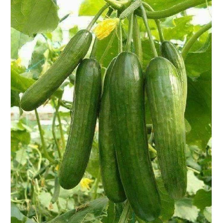 Hạt Giống Dưa Leo Baby SIÊU QUẢ - BABY1