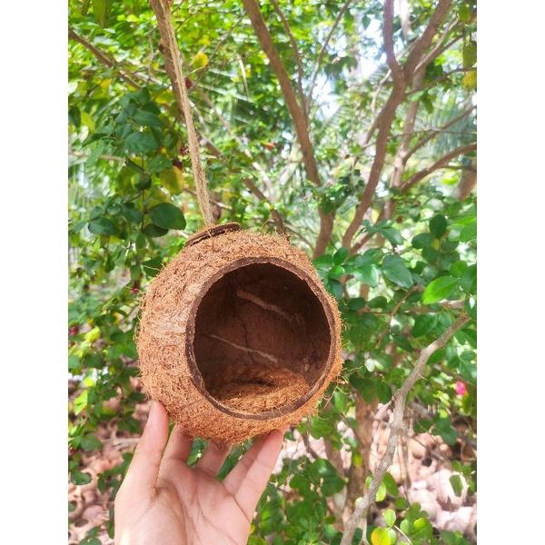 Tổ Chim Gáo Dừa Miệng Tổ Lớn Kèm Đế Lót Tổ
