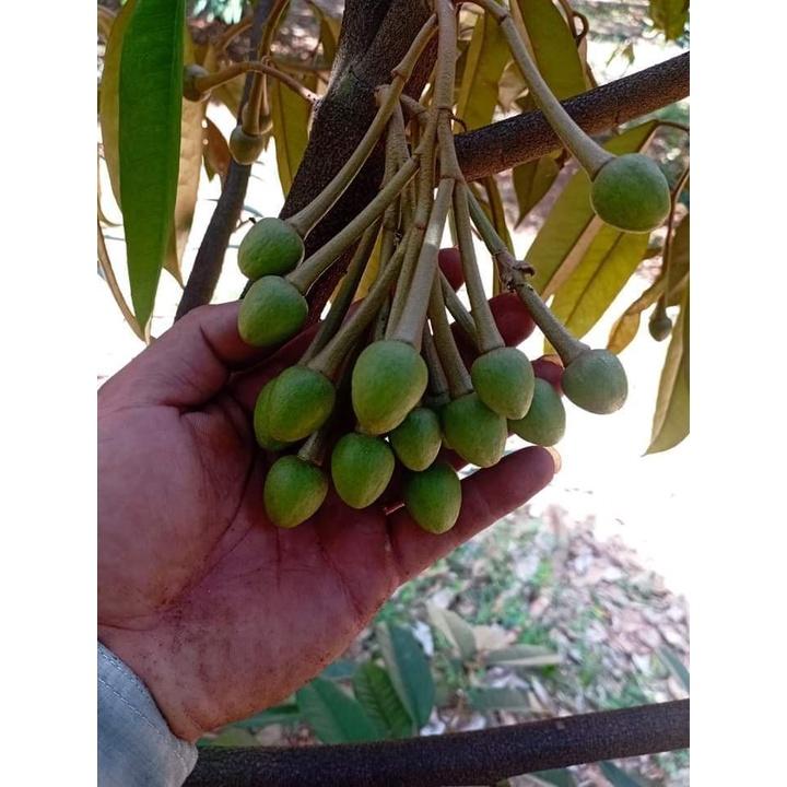 Cây giống sầu riêng thái múi dày