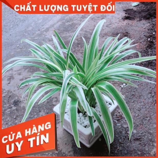 Chậu Lan Chi
