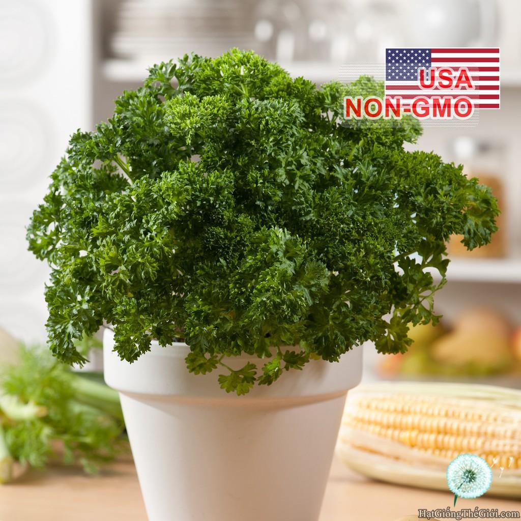 2Gr Hạt Giống Ngò Tây Parsley Siêu Xoắn Triple (B3.105| C25*X31)