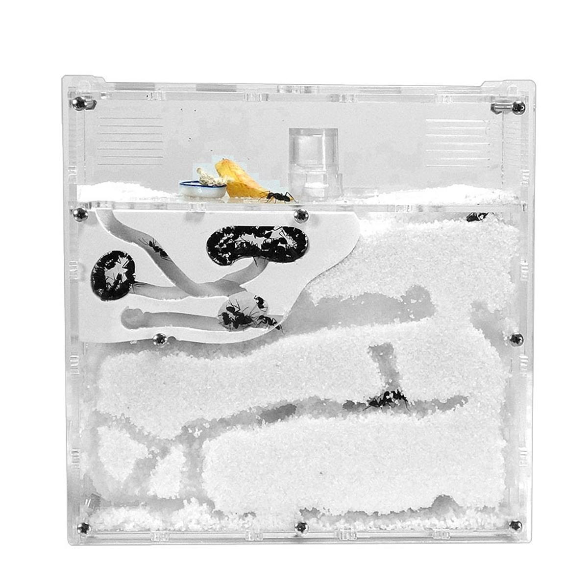 Live Ant Farm Starter Kit Ant Habitat Science Kit STEM Learning Educational Toy Kids Party Favor Science Gift Ant House