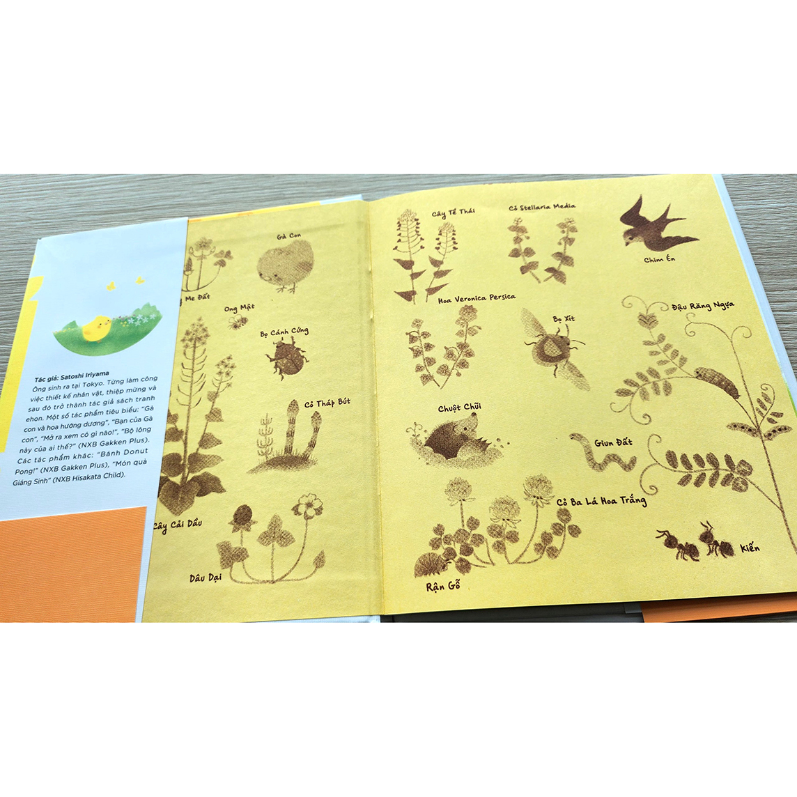 Sách Gà con và hoa hướng dương