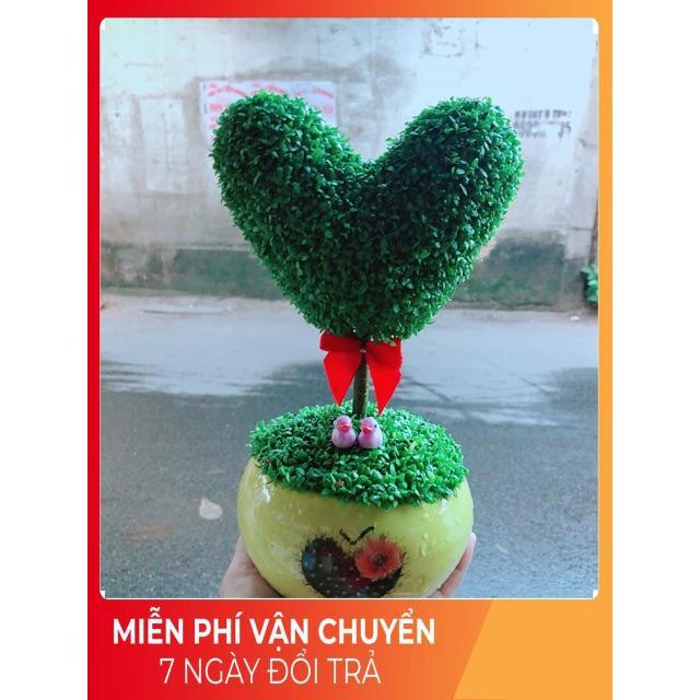 Chậu Cây May Mắn Trái Tim